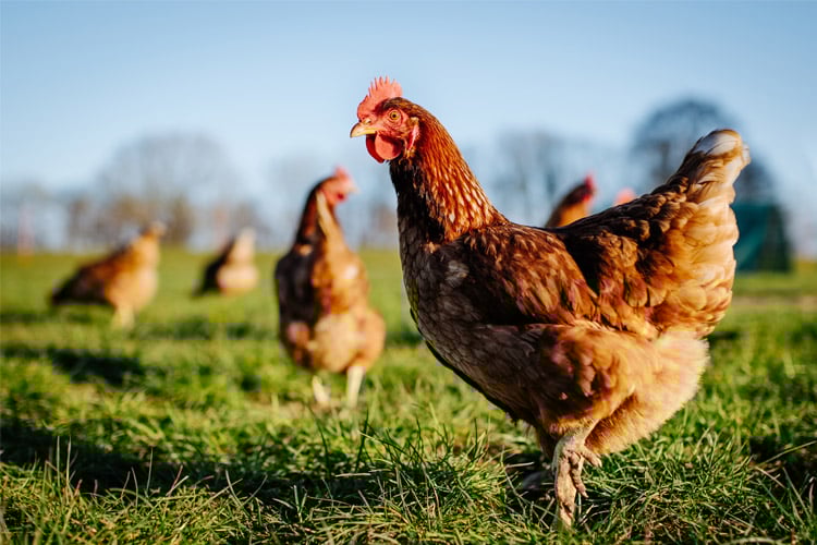 Como saber qué edad tiene una gallina - Nanta